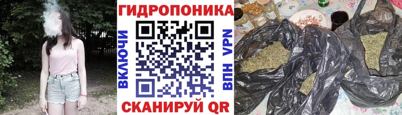 Конопля семена  блэк спрут ссылка  Брянск 